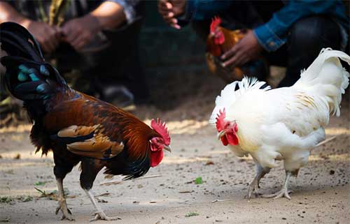 Đá gà Peru QH88 Nơi thể hiện của những chiến kê dũng mãnh